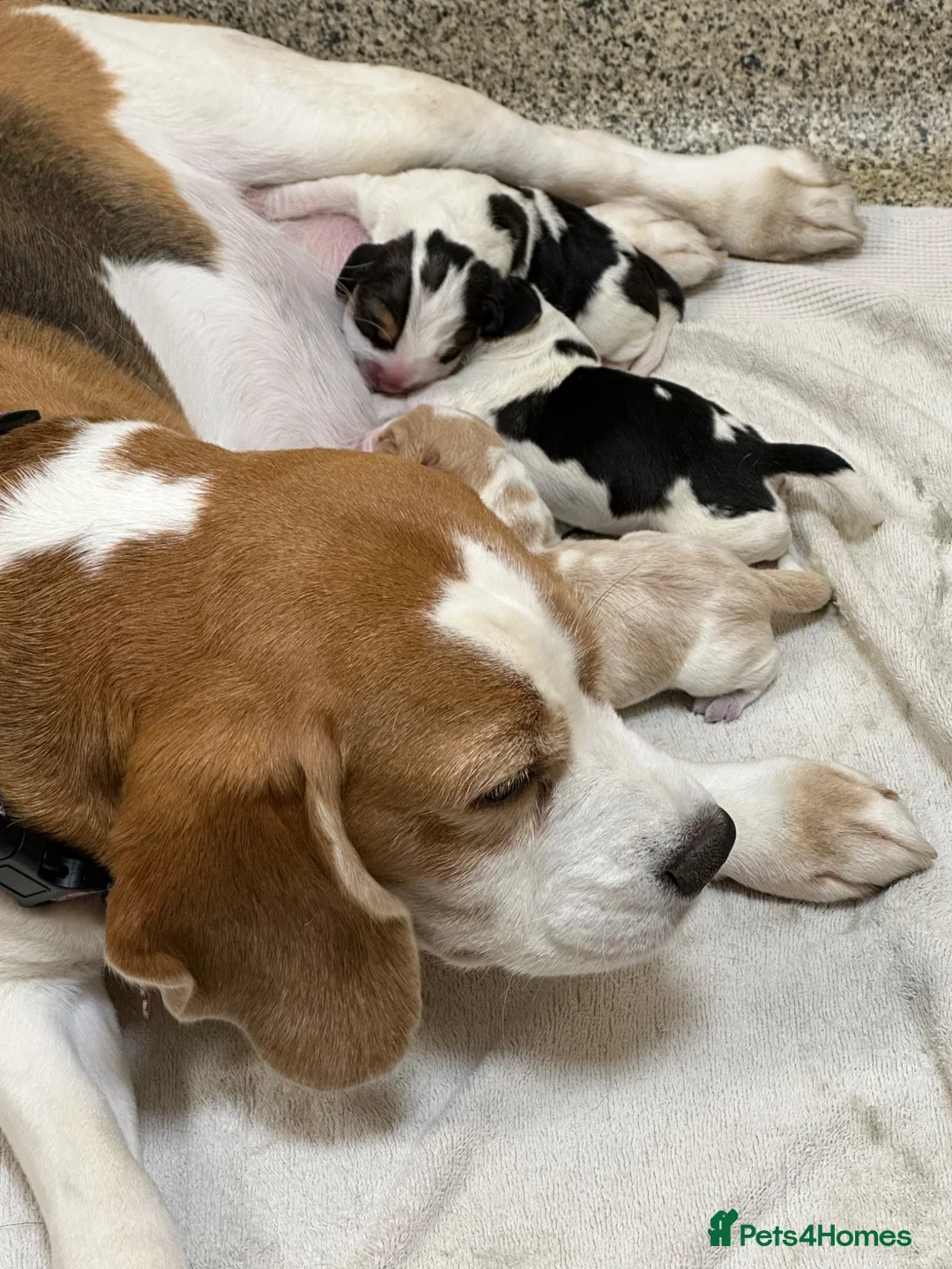 Beagle dogs for sale: Stunning KC registered litter by Campeach beagles. - Advert 1