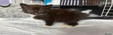 Mittens