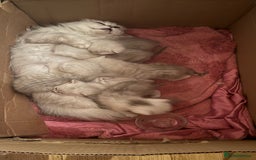 Scottish Fold cats for sale: 2 Scottish Girls  - Image 27