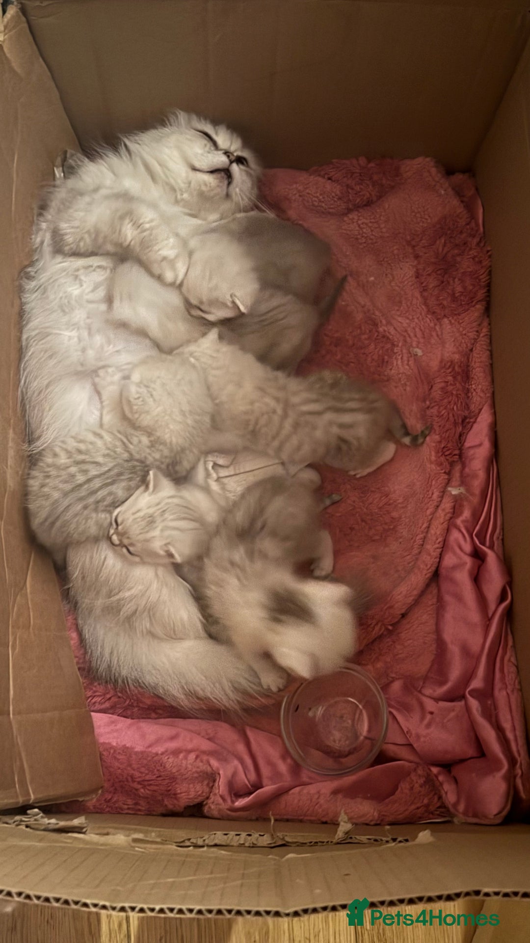 Scottish Fold cats for sale: 2 Scottish Girls  - Image 27