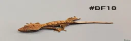Gecko reptiles for sale: Harlequin Partial Pin Crested Gecko CB26 - Advert 2