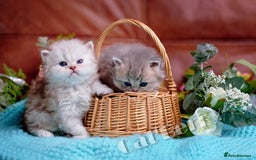 Persian cats for sale: Persian Chinchilla Kittens - Image 7