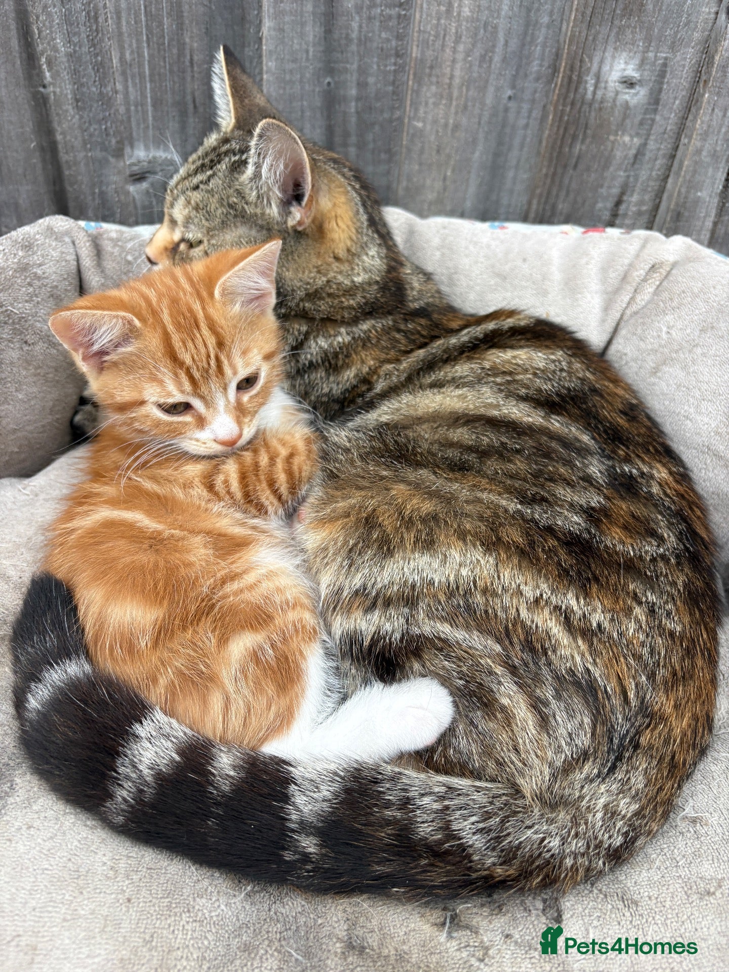 Mixed Breed cats Gorgeous kitten looking for a loving home  - Advert 1