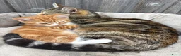 Mixed Breed cats for sale: Gorgeous kitten looking for a loving home  - Advert 1
