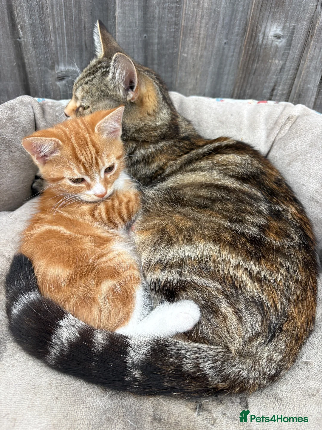 Mixed Breed cats for sale: Gorgeous kitten looking for a loving home  - Advert 1