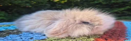Angora rabbits for sale: 💜STUNNING TEDDYWIDDER X MINI LOP BABIES 💜 - Advert 13