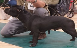 Staffordshire Bull Terrier dogs for stud: Black/Brindle and White Show quality Boy for Stud - Image 2