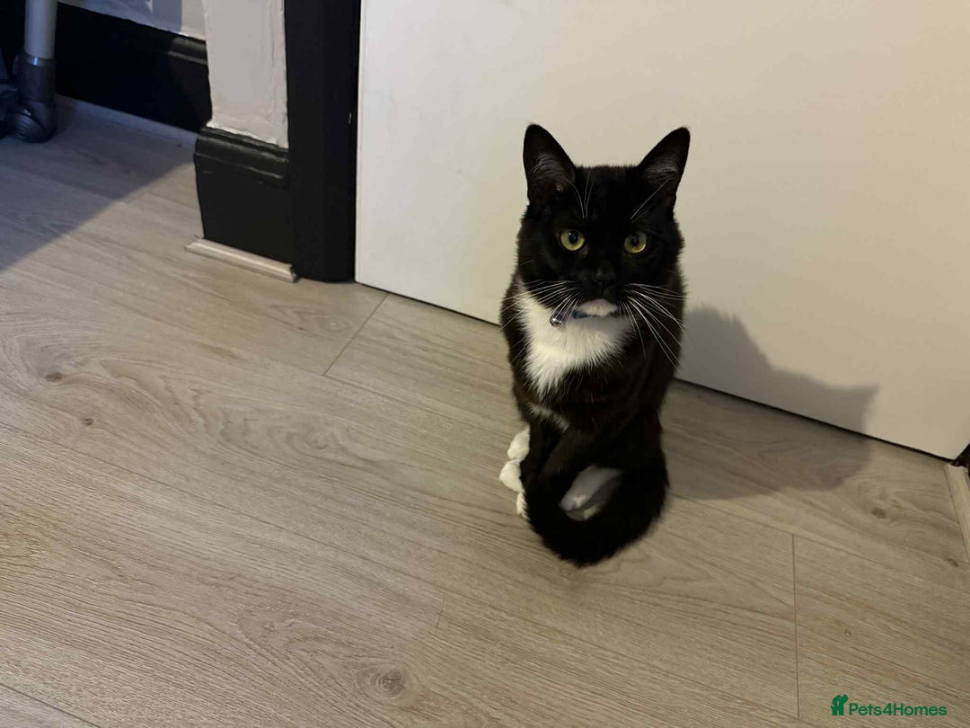 British Shorthair cats for sale: Tag 20 month old Cat - Loving Boy - Image 1