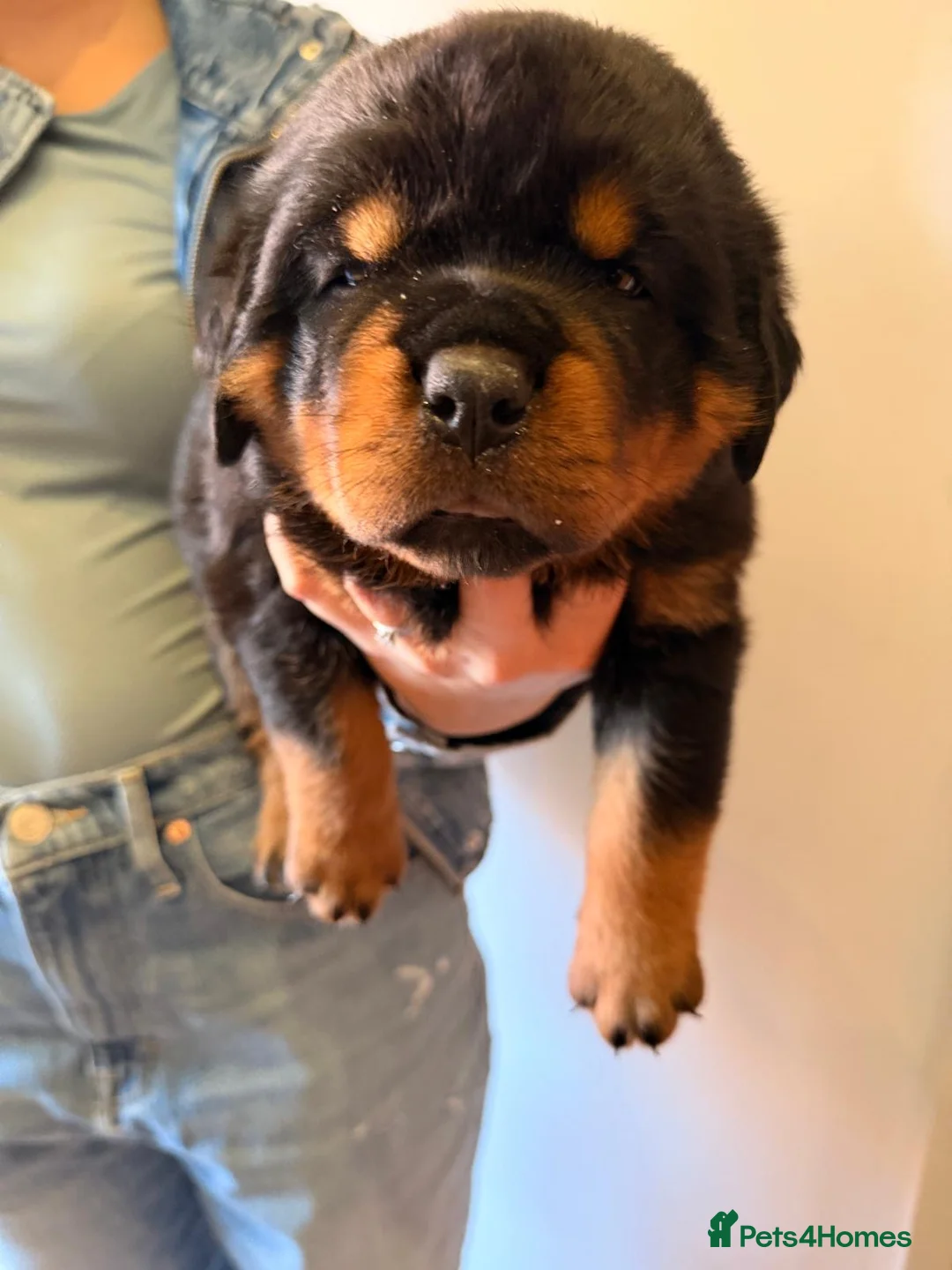 Rottweiler dogs for sale: Rottweiler puppies for sale - Advert 7