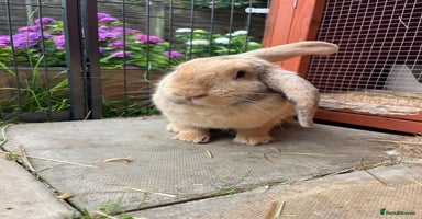 English Lop rabbits - Advert 3