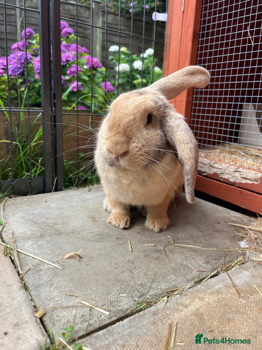 English Lop rabbits for sale: Flopsy English Lop, hutch and toys! - Image 2