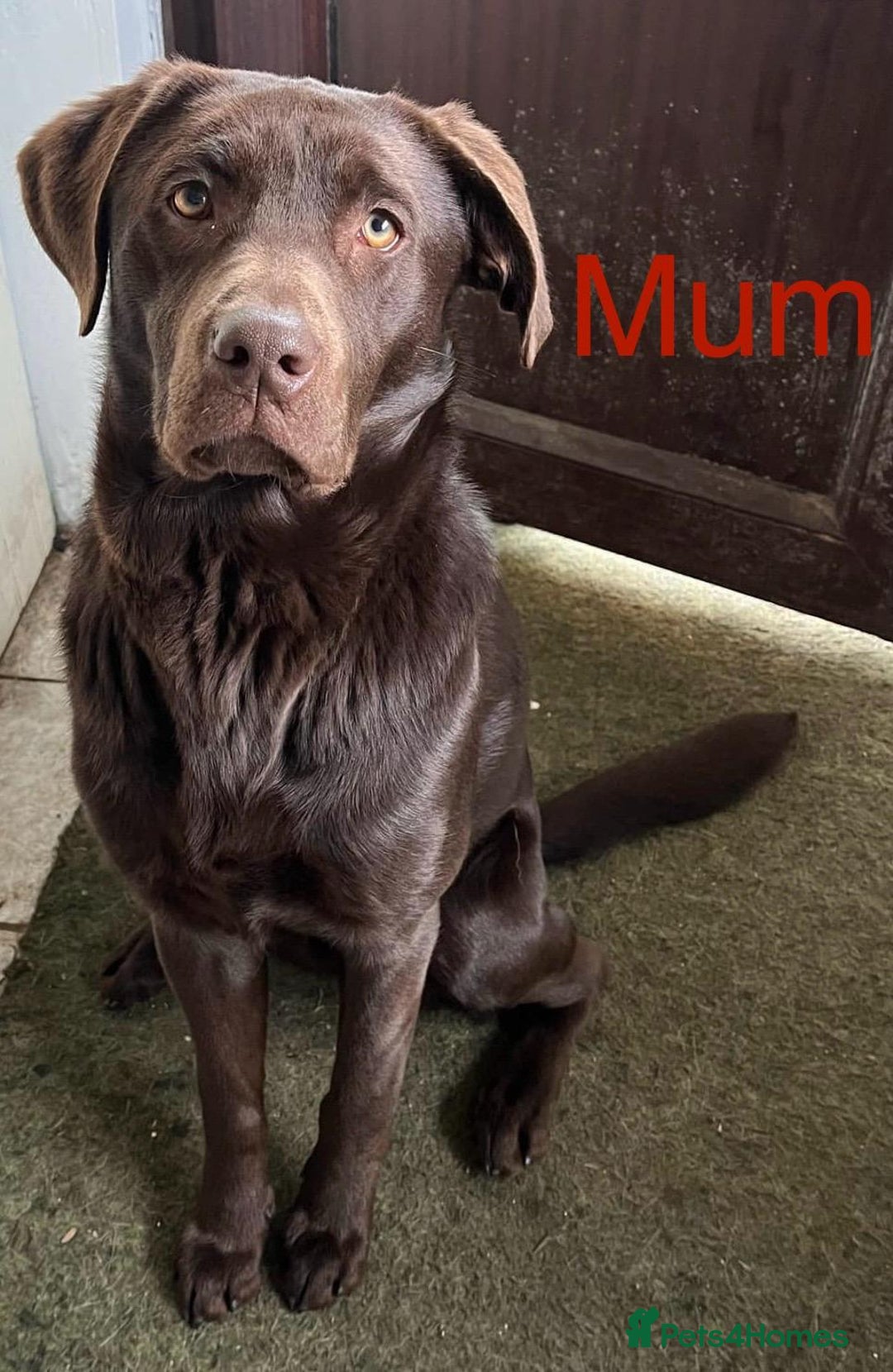 Labrador Retriever dogs for sale: Beautiful Chocolate Labrador Puppies  - Advert 2