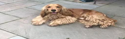 Cocker Spaniel dogs for sale: ❤️BEAUTIFUL GOLDEN COCKER SPANIEL 100% SHOWTYPE❤️ - Advert 16