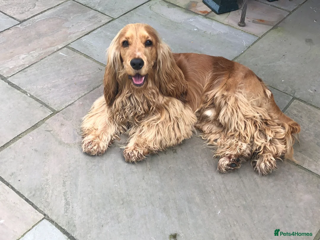 Cocker Spaniel dogs for sale: ❤️BEAUTIFUL GOLDEN COCKER SPANIEL 100% SHOWTYPE❤️ - Advert 16