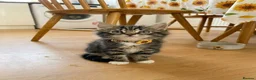 Maine Coon cats for sale: Fluffy Domestic Long Hair Brown Tabby Kitten - Advert 3