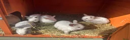 Mini Lion Lop rabbits for sale: Mini lion lops  - Advert 1