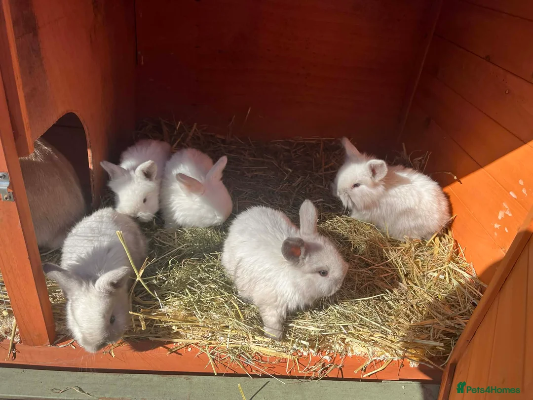 Mini Lion Lop rabbits for sale: Mini lion lops  - Advert 1