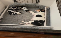 Jack Russell dogs for sale: 2 boys & 1 girl left, Ready & available from today - Image 21