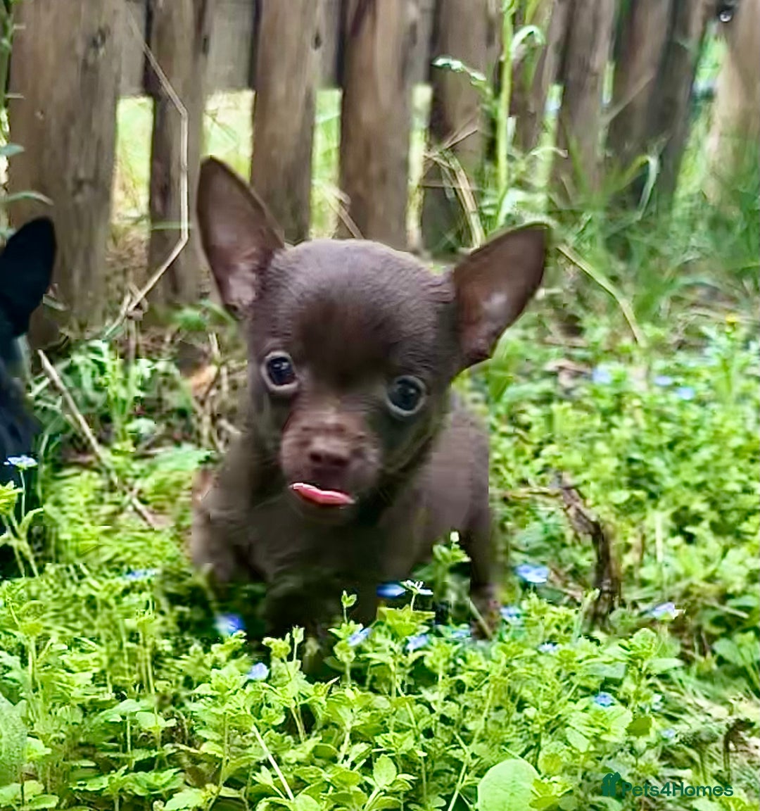 Chorkie dogs for sale: Chorkie puppies for forever homes  - Image 13