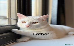 Mixed Breed cats for sale: 3 beautiful kittens available  - Advert 10