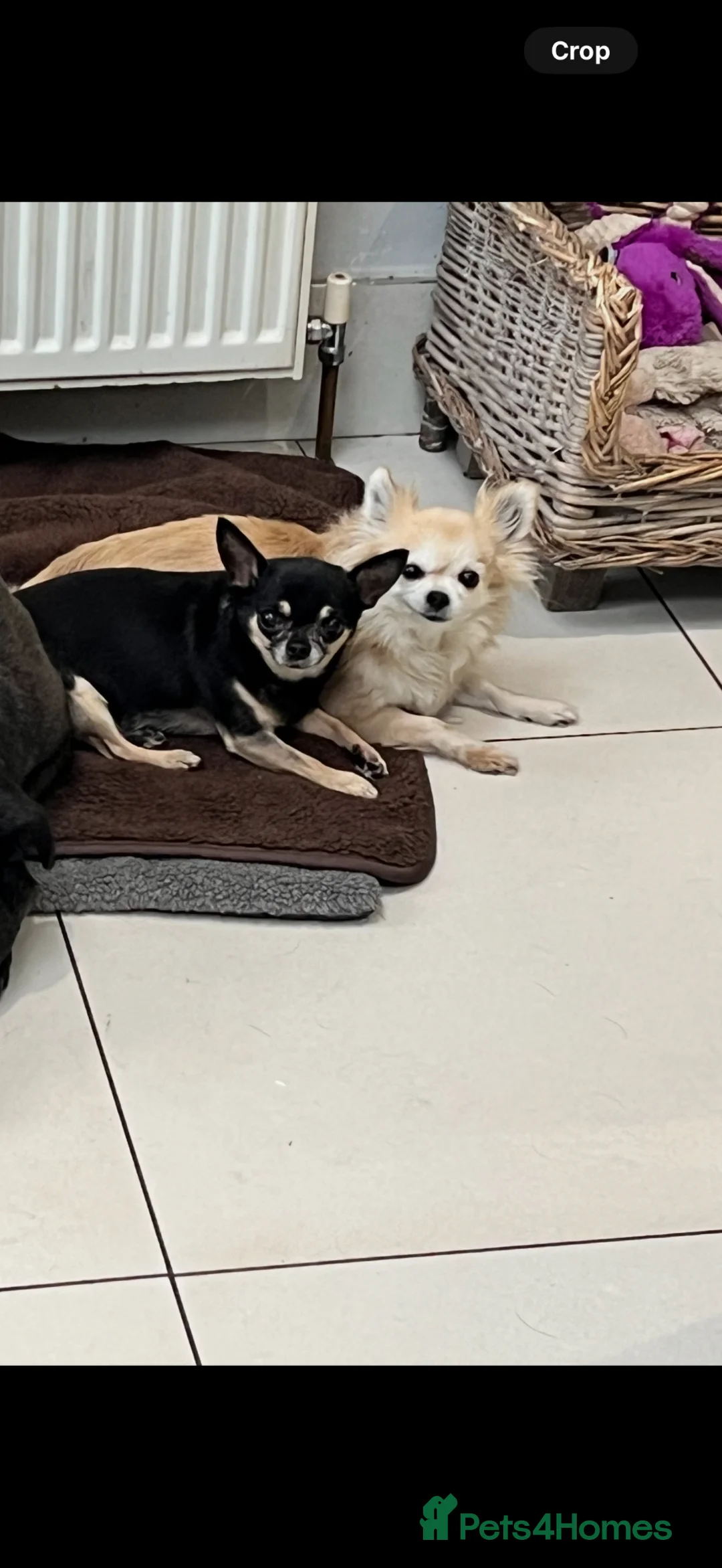 Chihuahua dogs for sale: Stunning tiny chihuahua puppies in Wakefield - Advert 6