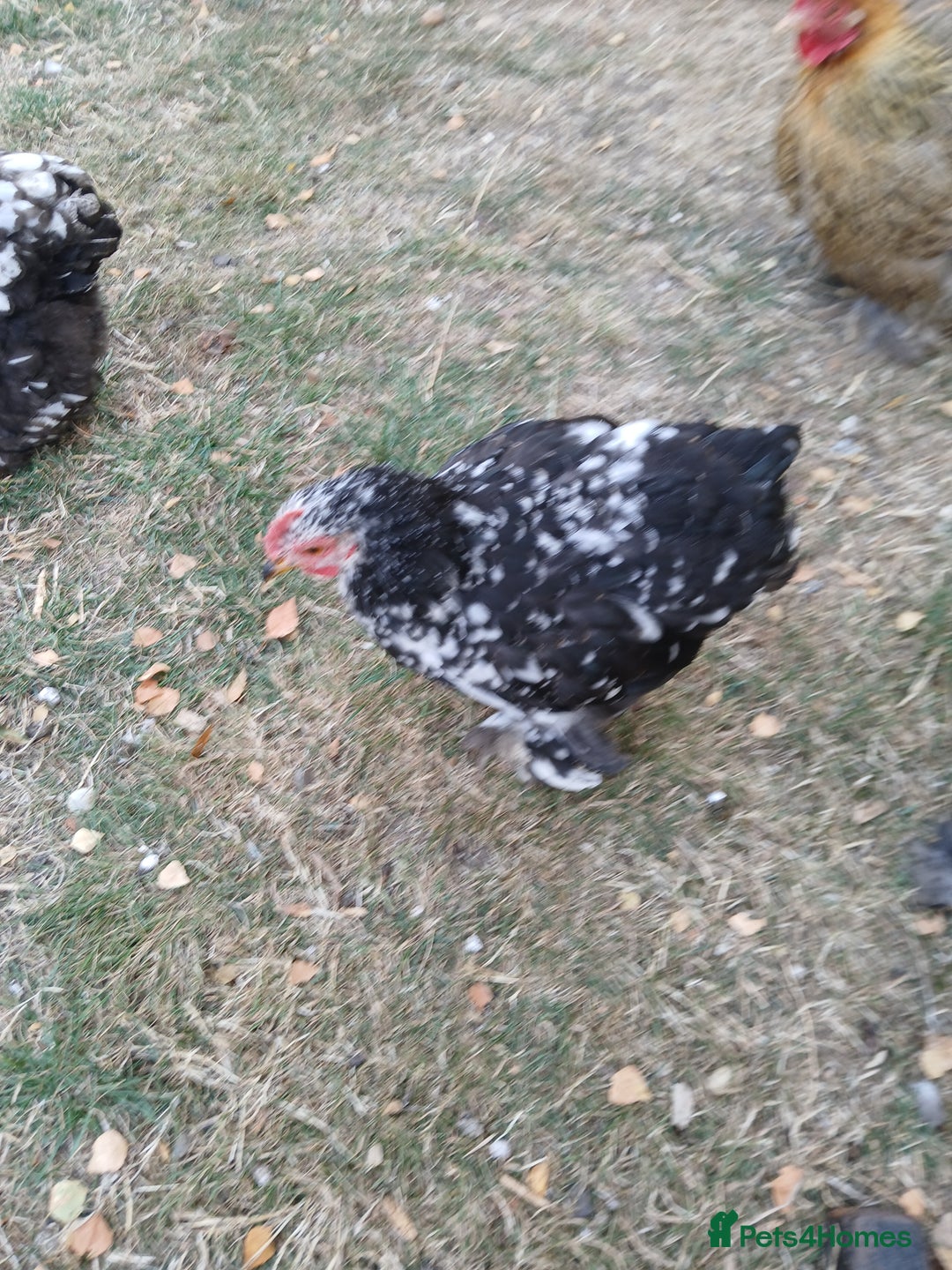 Chickens poultry for sale: Pekin bantam cockerel  - Image 3