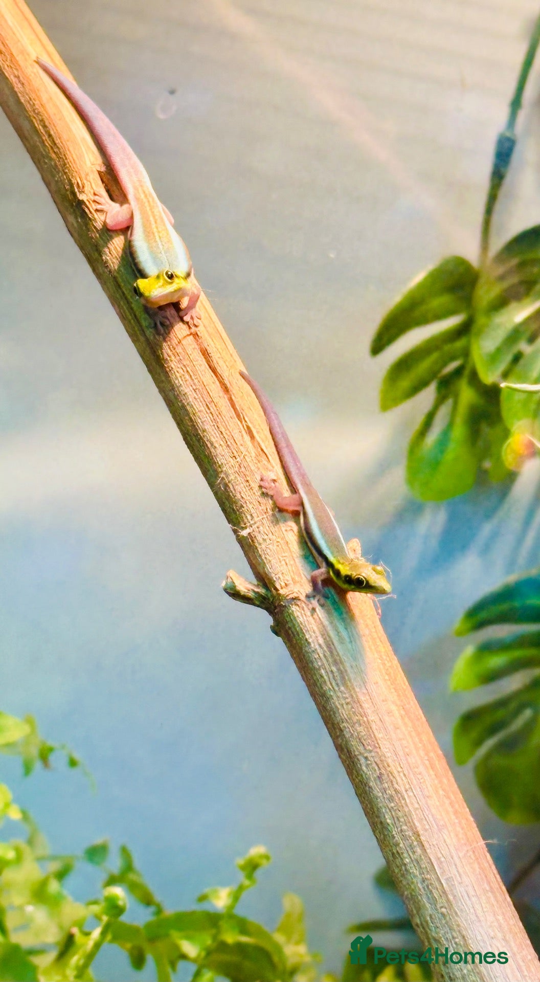 Gecko reptiles for sale: Neon day geckos  - Advert 1