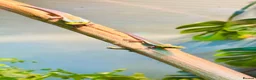 Gecko reptiles for sale: Neon day geckos  - Advert 1