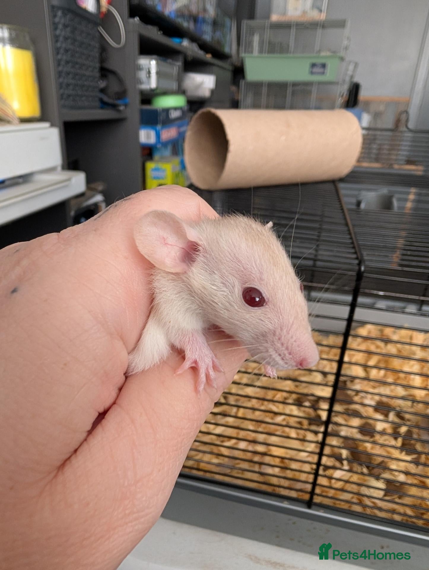 Rat rodents for sale: 3 X Siamese female baby rats  - Advert 1