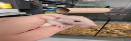 Rat rodents for sale: 3 X Siamese female baby rats  - Advert 1