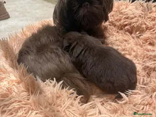 Shih Tzu dogs Imperial shih tzu - Advert 1