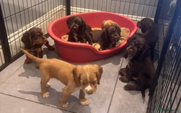 Cocker Spaniel dogs for sale: Working cocker spaniels puppies kc reg - Image 5