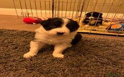 Border Collie dogs for sale: Beautiful Tri-colour border collies - Image 10