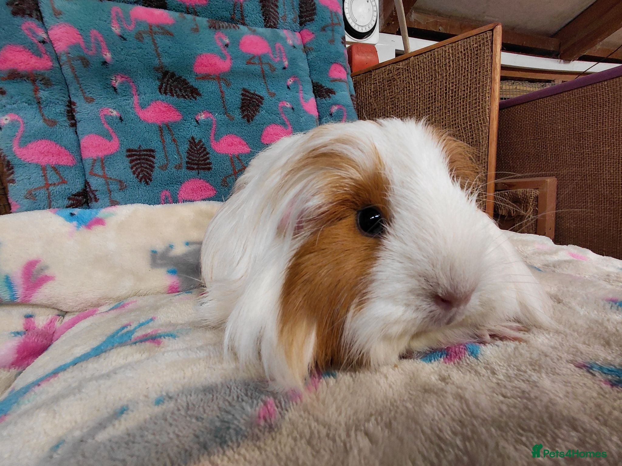 Guinea Pig rodents Young Adult Longhaired Sows For Retirement Homes  - Advert 15
