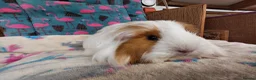 Guinea Pig rodents for sale: Young Adult Longhaired Sows For Retirement Homes  - Advert 1