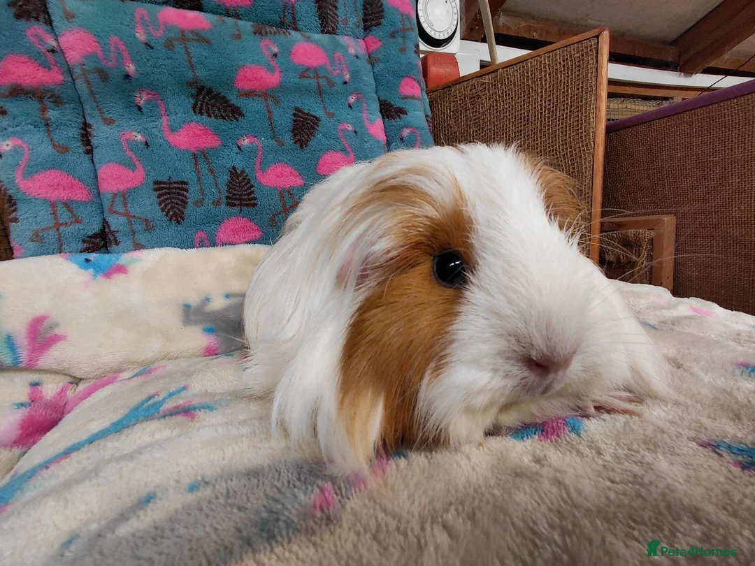 Guinea Pig rodents for sale: Young Adult Longhaired Sows For Retirement Homes  - Advert 1