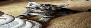 Mixed Breed Kitten 4