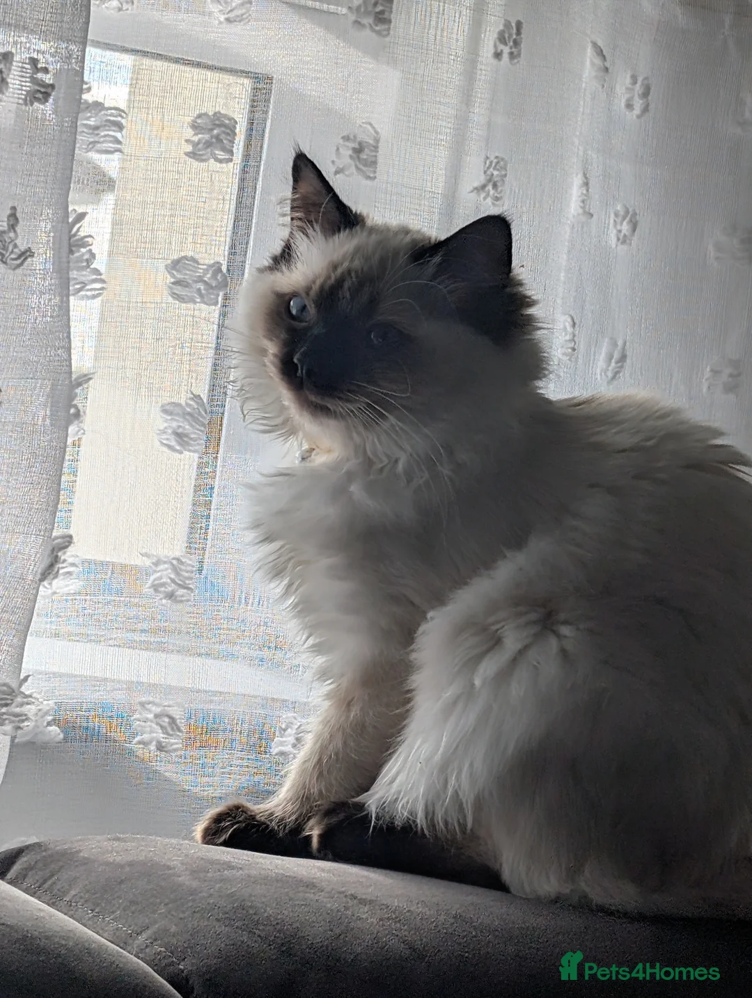 Ragdoll cats for sale: Purebred Ragdolls in Airdrie - Advert 1
