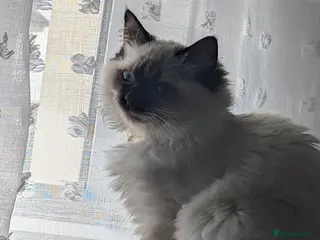 Ragdoll cats Purebred Ragdolls - Advert 3