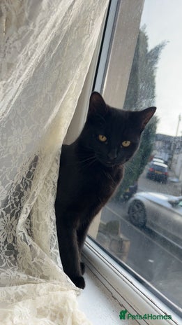 Bombay cats in Nelson - Advert 12