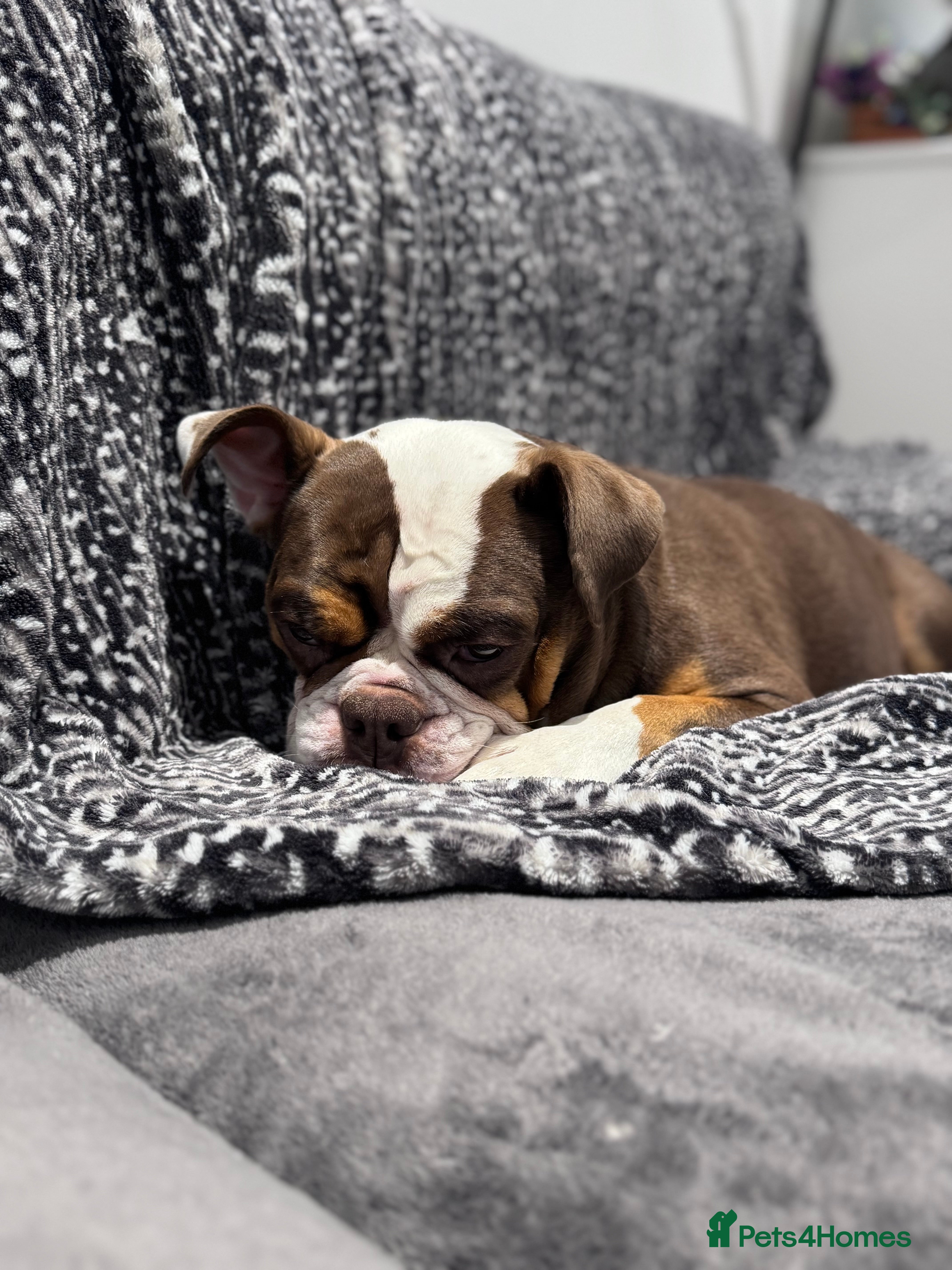 Olde English Bulldogge dogs Adult Female Olde English Bulldogge - Advert 3