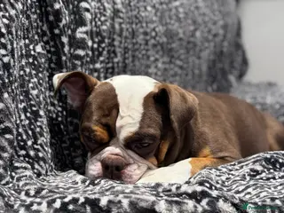 Olde English Bulldogge dogs Adult Female Olde English Bulldogge - Advert 3