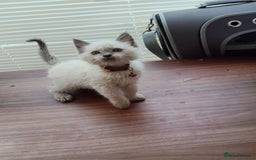 Ragdoll cats for sale: ragdoll kittens - Image 6