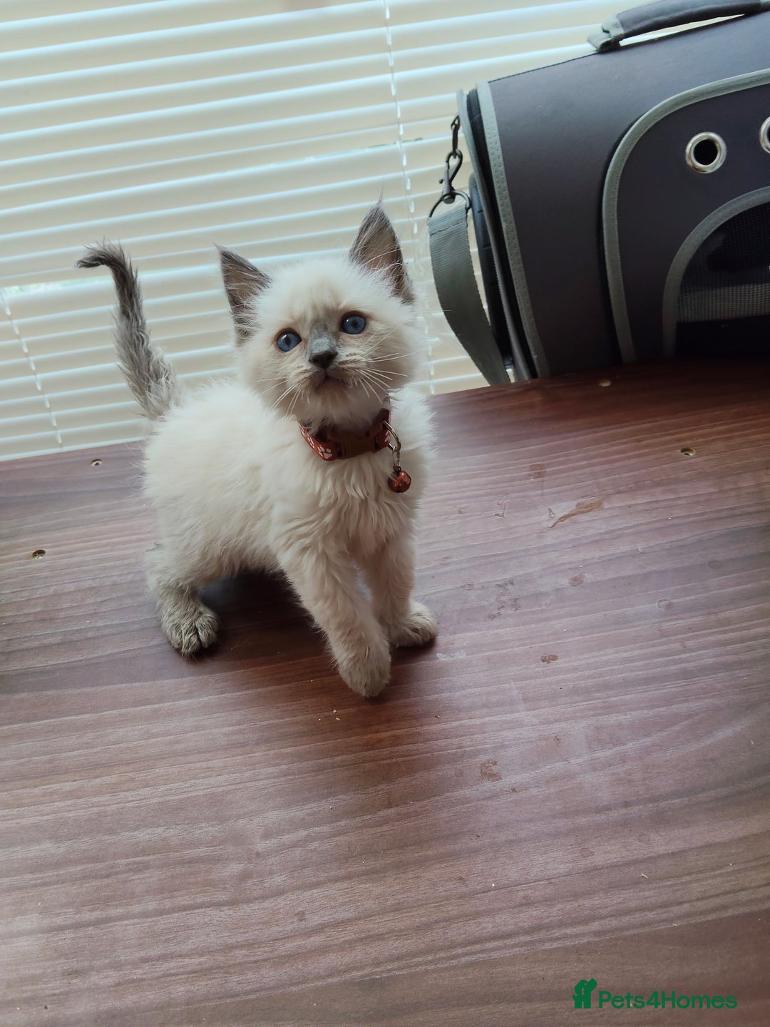 Ragdoll cats for sale: ragdoll kittens - Image 6