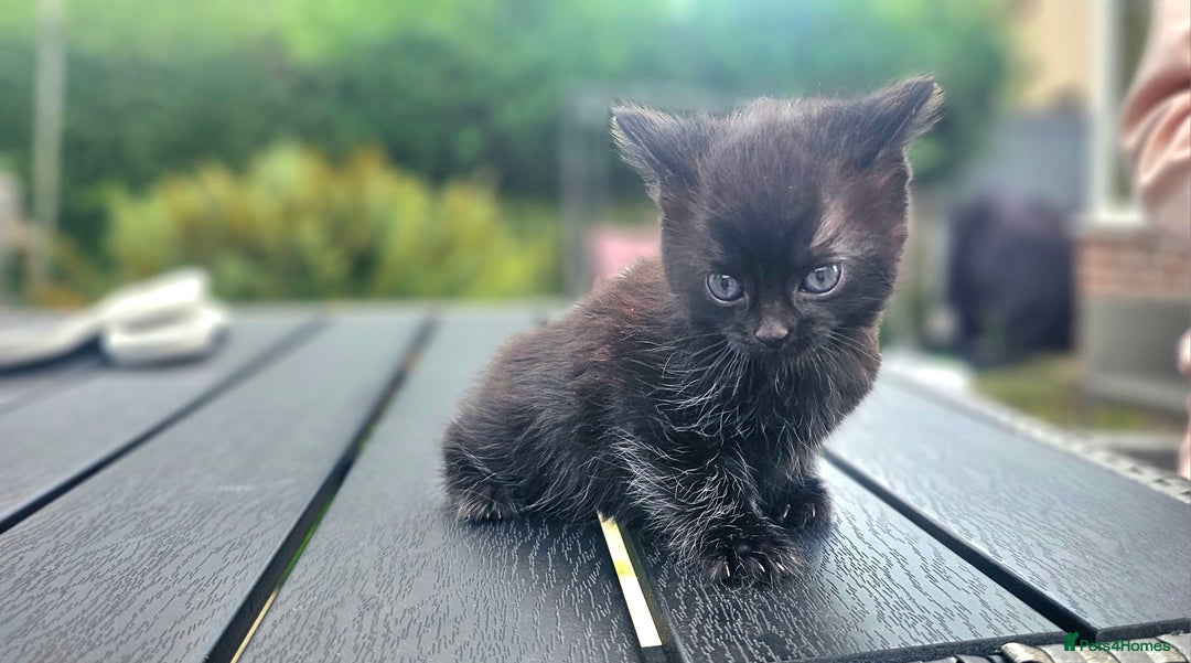 Mixed Breed cats for sale: 2 mixed breed girls(black ones left now). - Image 8