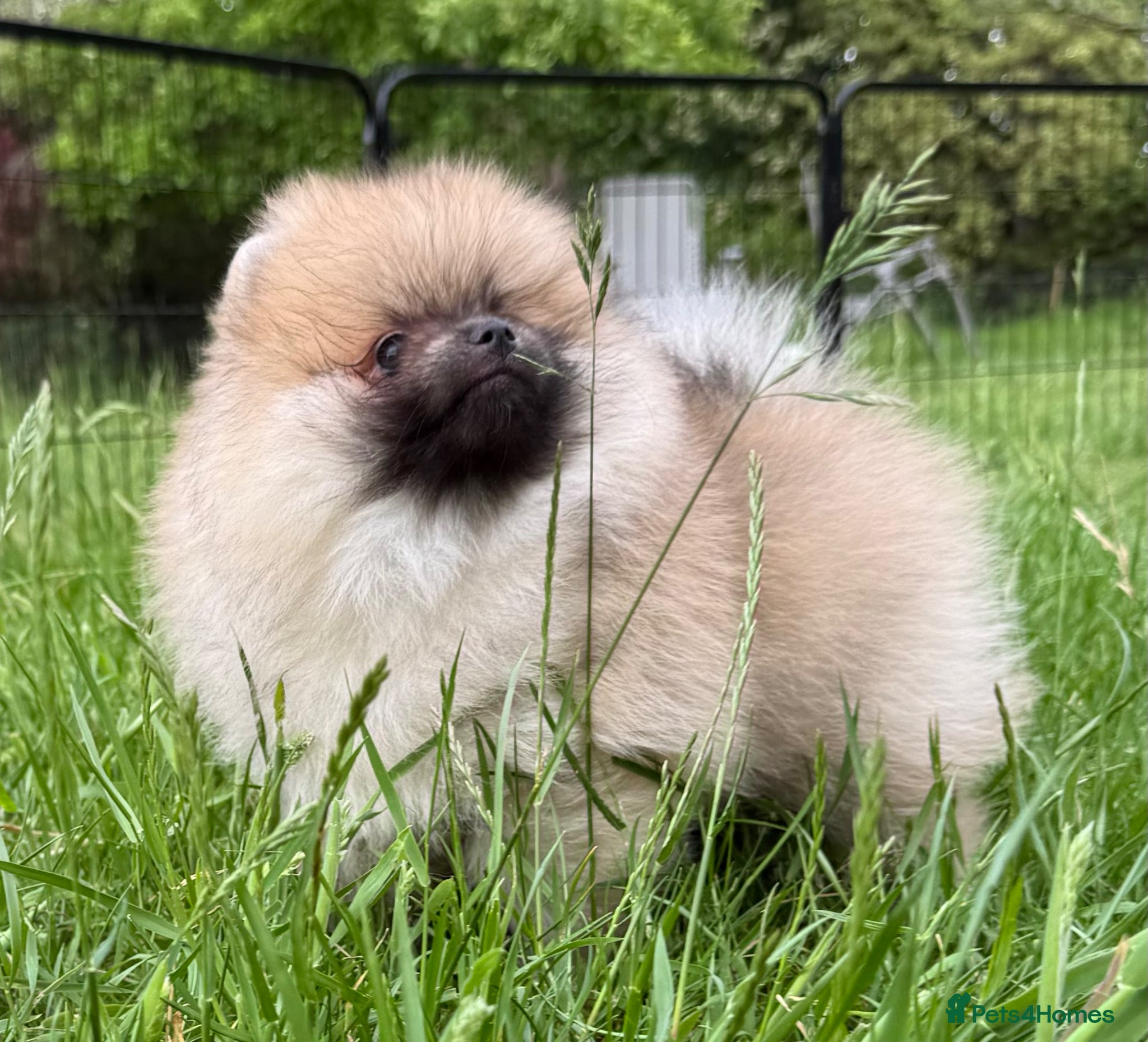 Pomeranian dogs for sale:  Rare colour Russian line Teddy Bear Pom Puppies ✨ - Advert 8