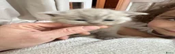 British Shorthair cats for sale: British short hair in Manchester - Advert 20