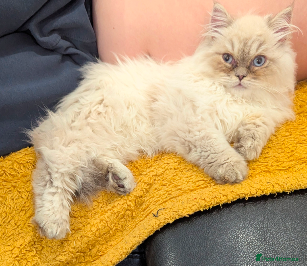 Ragdoll cats for sale: Blue bicolour point perdoll kitten for sale - Advert 7