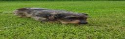 Miniature Dachshund dogs for sale: Miniature wire haired Dachshund - Advert 7
