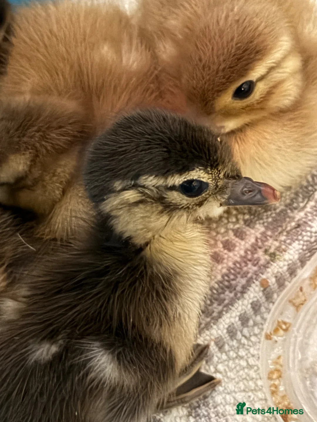 Ducks poultry for sale: Mandarin ducklings in Newton Abbot - Advert 2